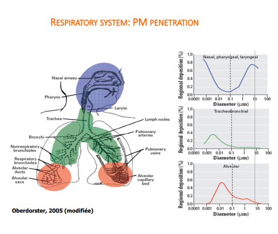 Respiratory system: PM penetration